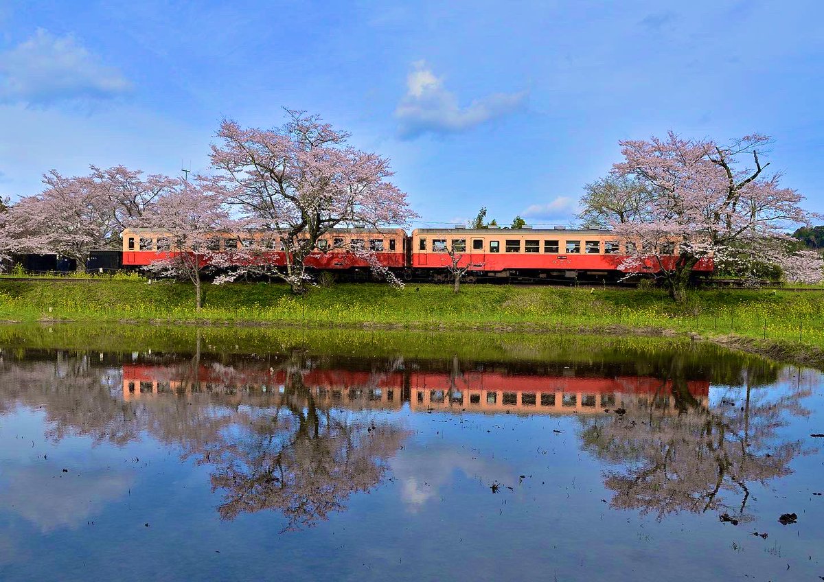 ponchan_787's tweet photo. 春の定番小湊鉄道へ撮影に行って来ました。

　#里山　#小湊鉄道　#kominatoline  #localline #ローカル線　＃写真好きな人と繋がりたい　#ファインダー越しの私の世界　#japan 　#Nikon #sigma #cherry blossoms  #sakura   #桜　#さくら  #spring  #春 https://t.co/2FC6smw3qu