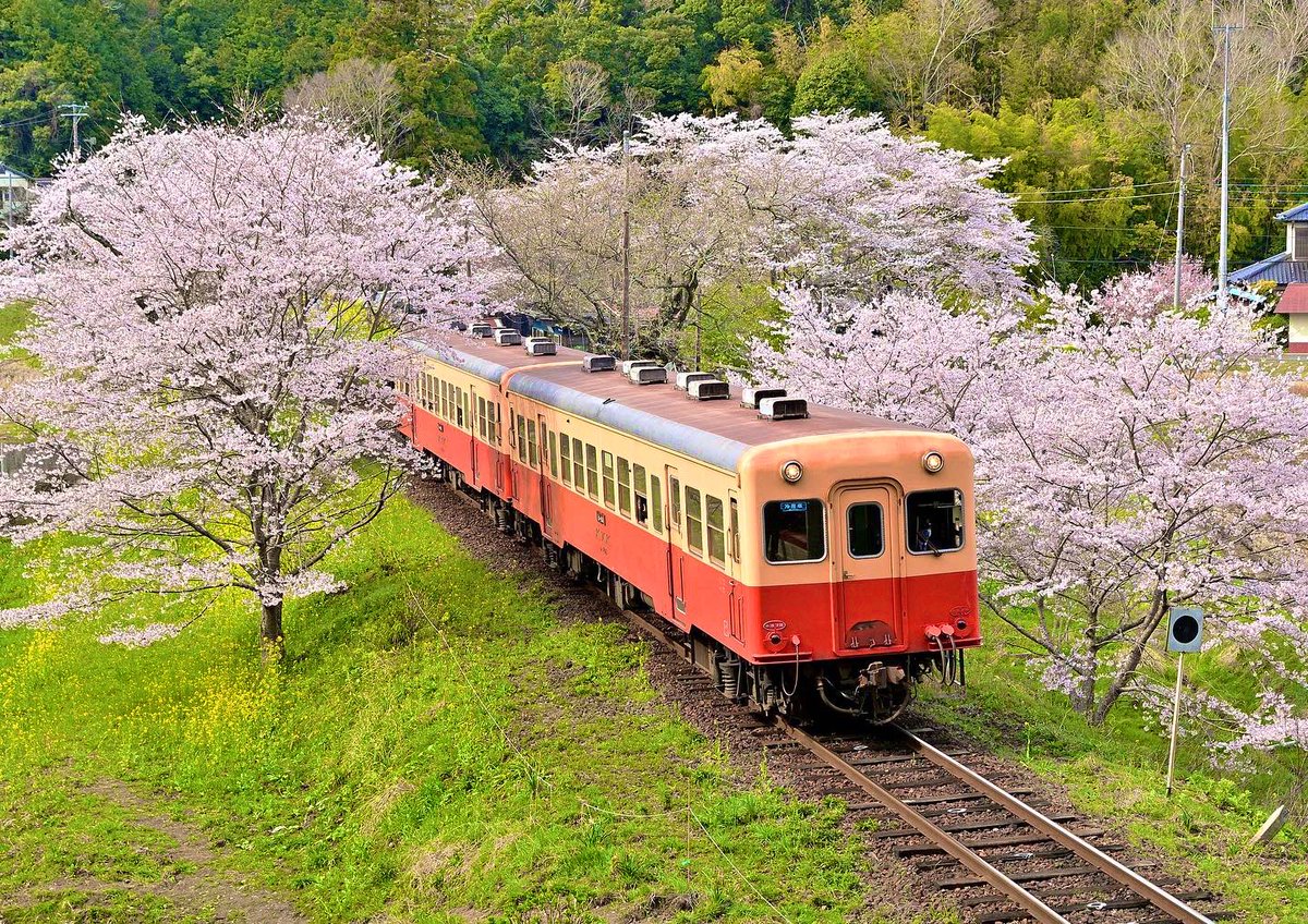 ponchan_787's tweet photo. 春の定番小湊鉄道へ撮影に行って来ました。

　#里山　#小湊鉄道　#kominatoline  #localline #ローカル線　＃写真好きな人と繋がりたい　#ファインダー越しの私の世界　#japan 　#Nikon #sigma #cherry blossoms  #sakura   #桜　#さくら  #spring  #春 https://t.co/2FC6smw3qu