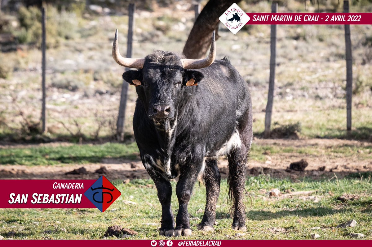 Tendido11 (@tendidoonze) on Twitter photo 