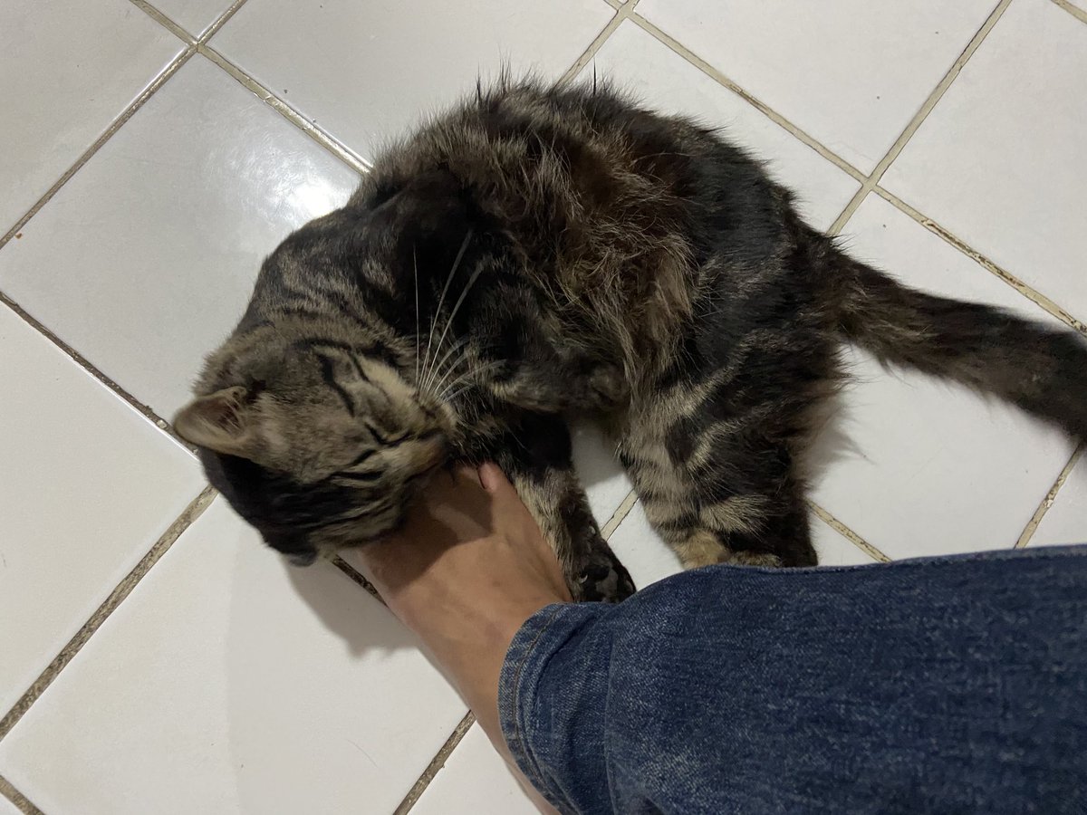 Selamat Jalan Enduut 😭 semoga tenang disana. Kamu sakit aku ga sempet pulaang huhuu 🥲 bakalan sepi di rumah gada yg ngetok2 jendelal lagi tiap pagi…