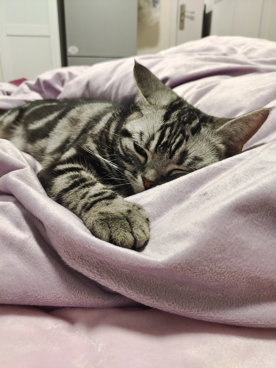 kassydaybyday's tweet photo. 💤💤💤
#CatsOfTwitter #CatsLover #cutenessOVERLOAD #猫のいる暮らし #猫のいる生活 https://t.co/RU2CJqsYRB