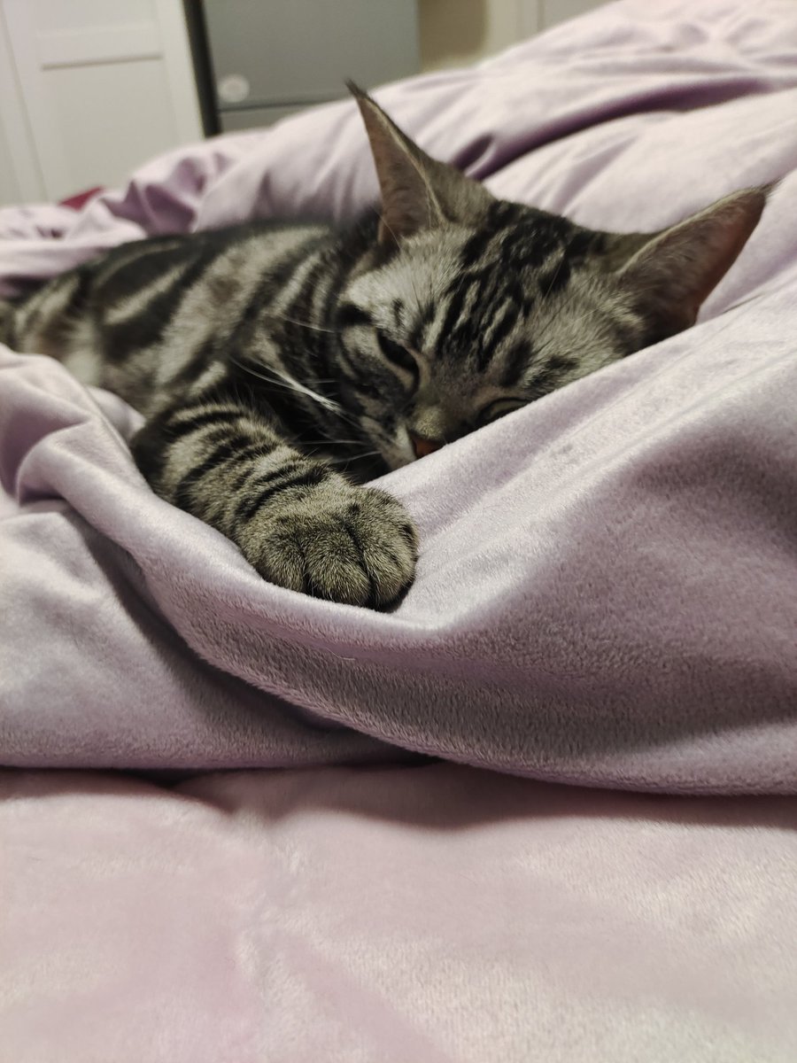kassydaybyday's tweet photo. 💤💤💤
#CatsOfTwitter #CatsLover #cutenessOVERLOAD #猫のいる暮らし #猫のいる生活 https://t.co/RU2CJqsYRB