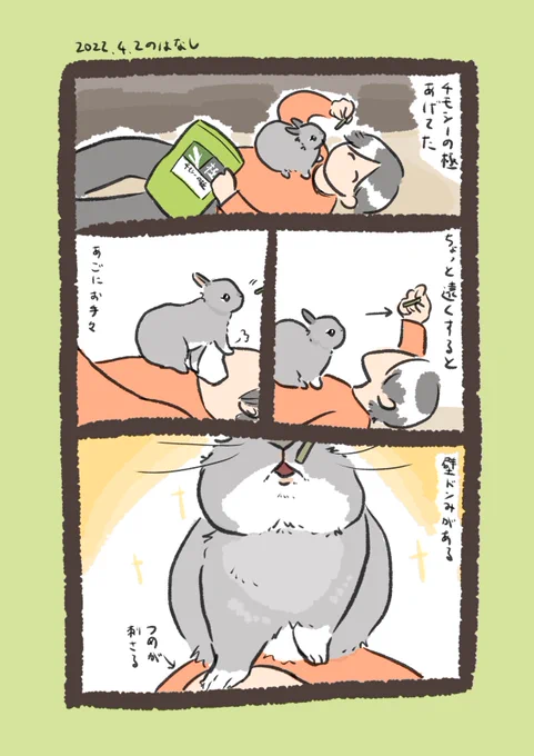 今日のrabbit…
#うさぎのいる生活 