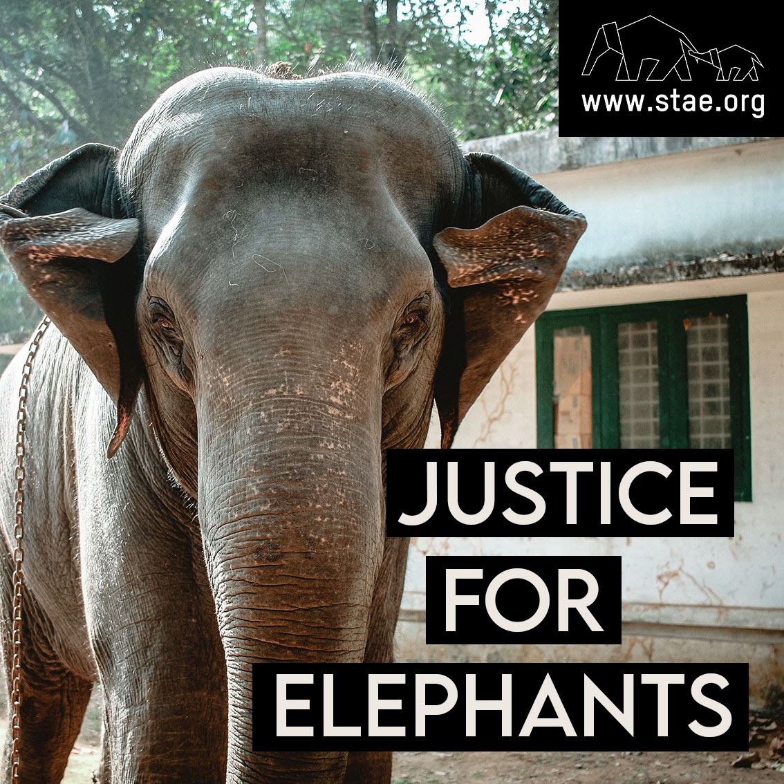 Save The Asian Elephants tweet media