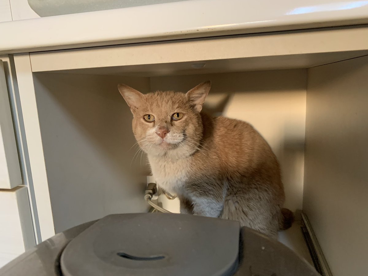 ヨコシマウマ🦓 tweet media