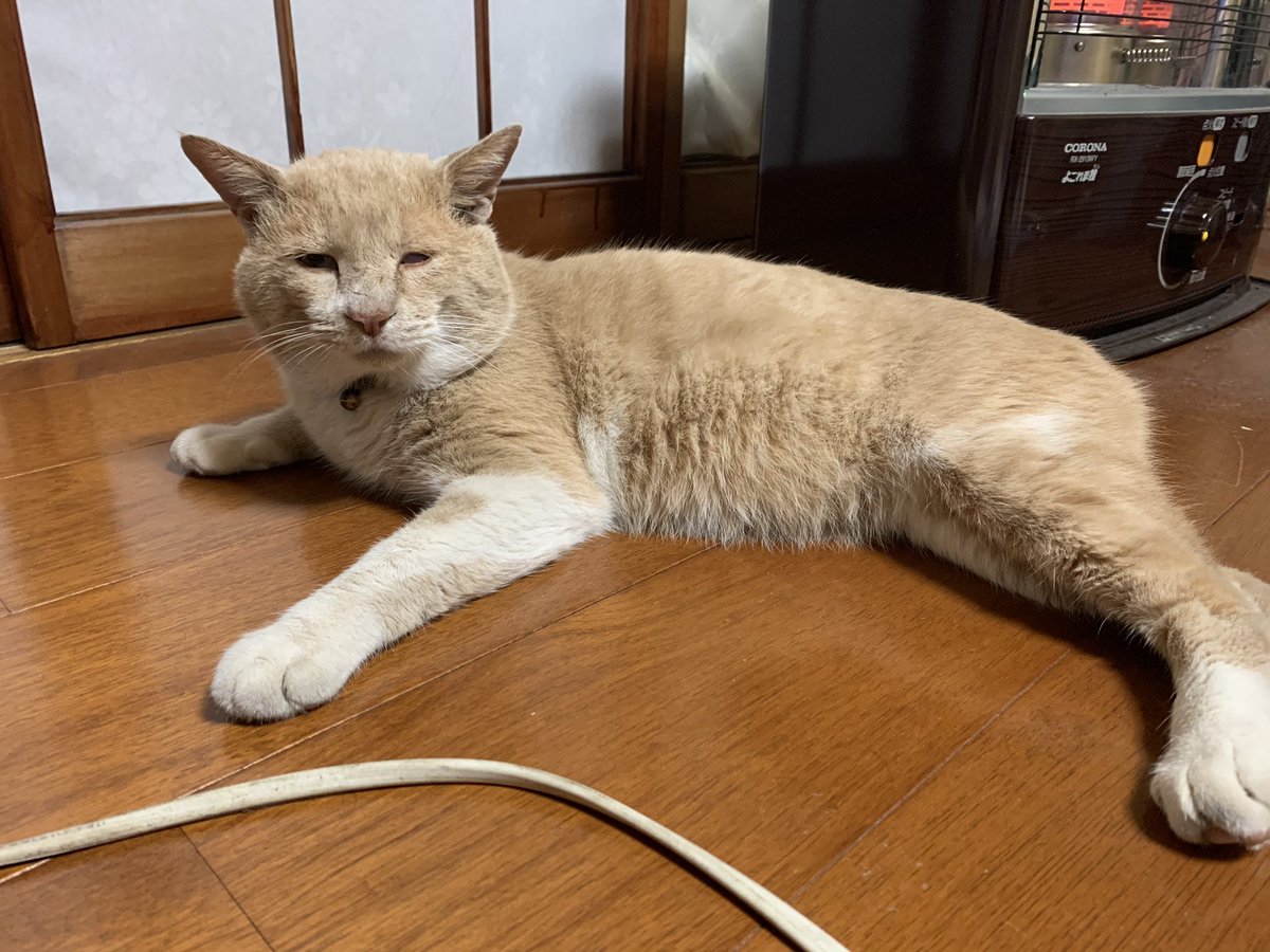 ヨコシマウマ🦓 tweet media