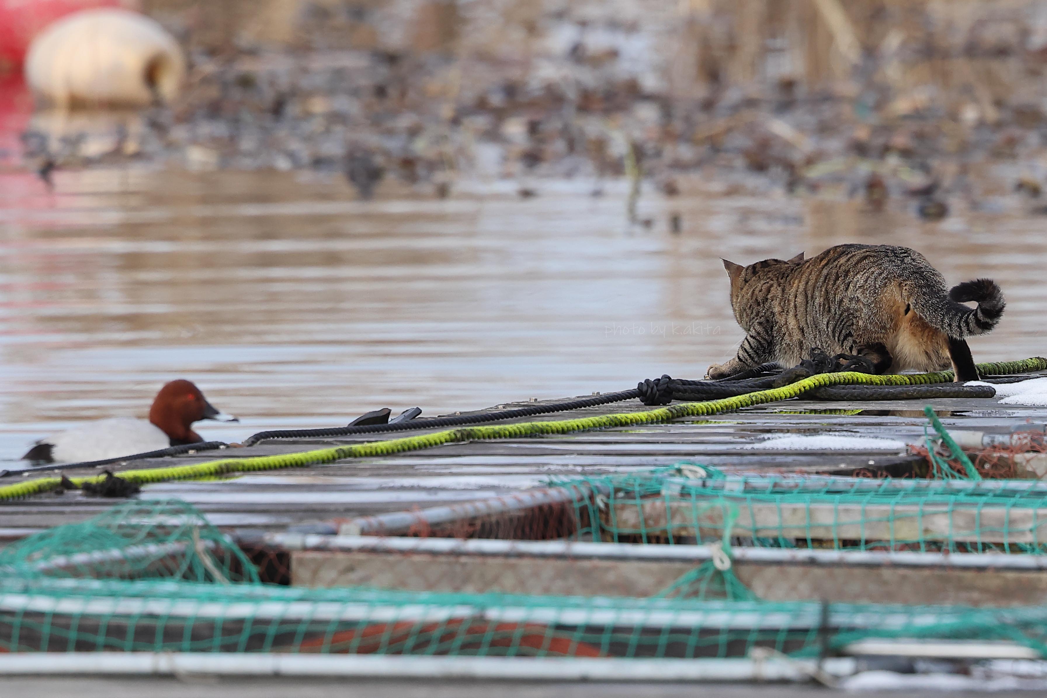神 長門 Rt 400tiakka ホシハジロを狙う猫 ノネコやイエネコが野鳥を狩るのは野鳥にとって良くないのはもちろんのこと 鳥インフルエンザのような感染症が猫にうつる可能性があるので 猫にとっても良くないですね T Co Hh0v9ieb1d