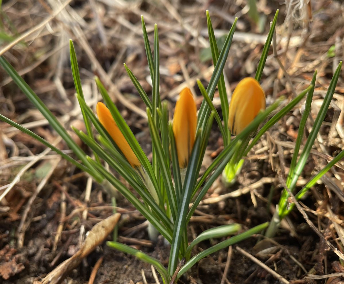 DMWWright's tweet photo. #crocuswatch2022 thanks to #cbcfreshair for sending me outside with a mission! https://t.co/1m9WQLcKXO