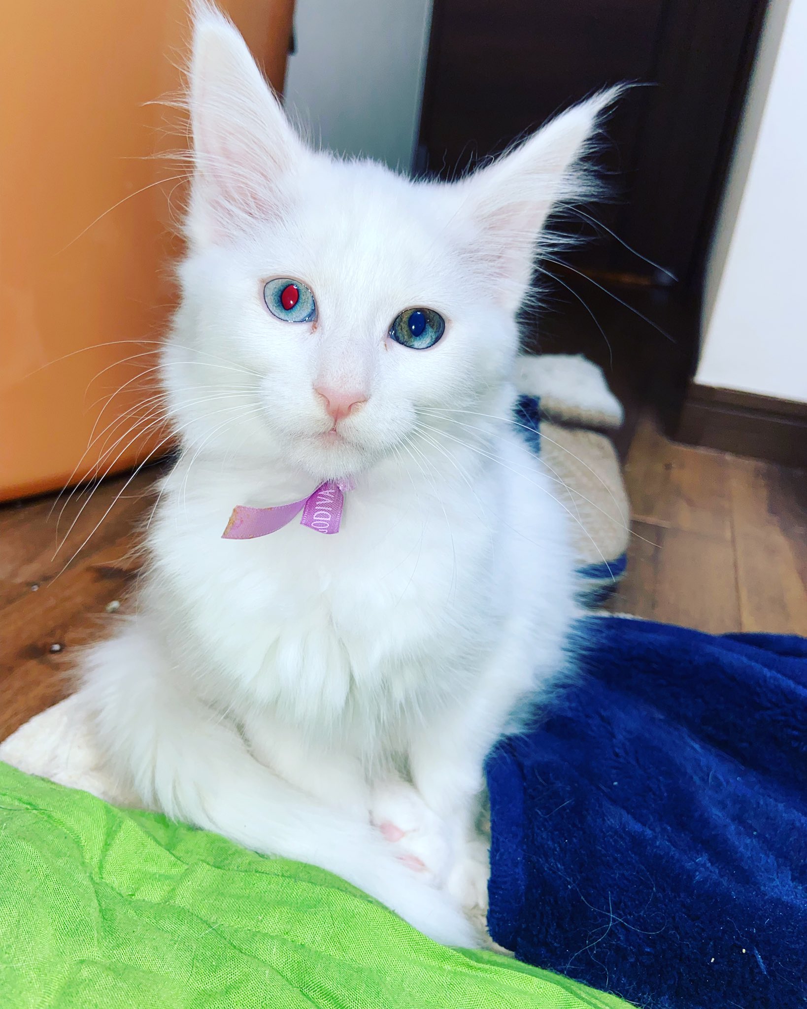 我が家の猫はいつも可愛い 2sbj0naaeqppoxv Twitter