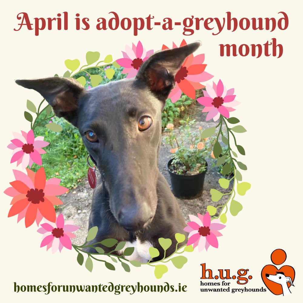 April is #AdoptAGreyhoundMonth and we have plenty of dogs on our waiting list, hoping to find their forever homes! Greyhounds are excellent, affectionate pets who suit a range of lifestyles and families #GreyhoundAdoption #IrishGreyhounds