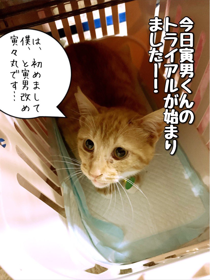 SoraMame170's tweet photo. 今日！
なんと！
寅男くんのトライアルが
開始されましたー！

名前は寅男くん改め
寅々丸（ととまる）くんです☺️

正式に我が家の末っ子になれるよう
皆さん応援をよろしくお願いします！ https://t.co/jG6UKFsDDZ