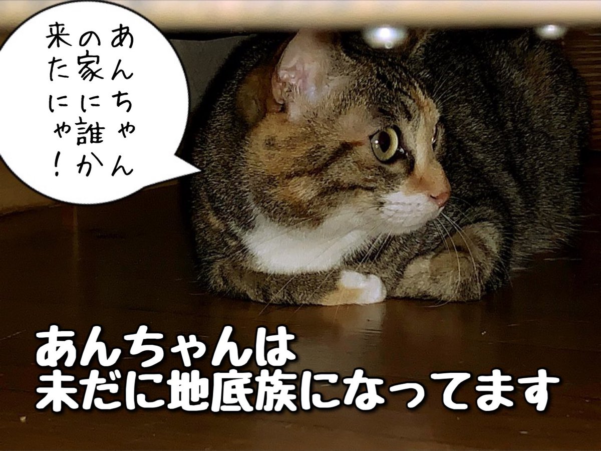 SoraMame170's tweet photo. 今日！
なんと！
寅男くんのトライアルが
開始されましたー！

名前は寅男くん改め
寅々丸（ととまる）くんです☺️

正式に我が家の末っ子になれるよう
皆さん応援をよろしくお願いします！ https://t.co/jG6UKFsDDZ
