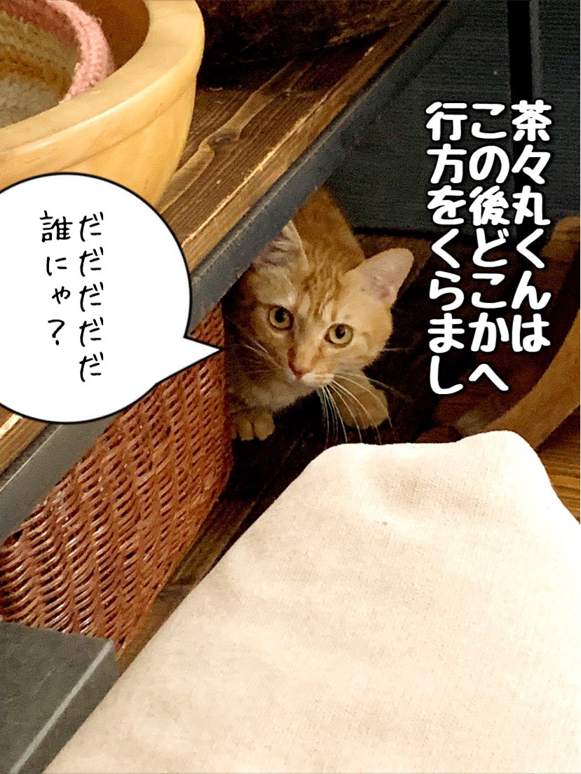 SoraMame170's tweet photo. 今日！
なんと！
寅男くんのトライアルが
開始されましたー！

名前は寅男くん改め
寅々丸（ととまる）くんです☺️

正式に我が家の末っ子になれるよう
皆さん応援をよろしくお願いします！ https://t.co/jG6UKFsDDZ