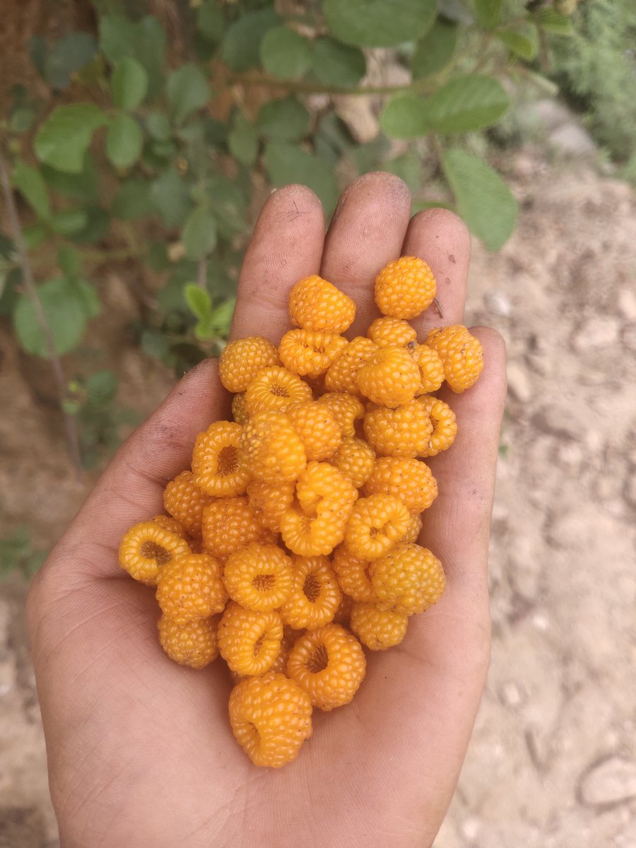 फल चिनौं