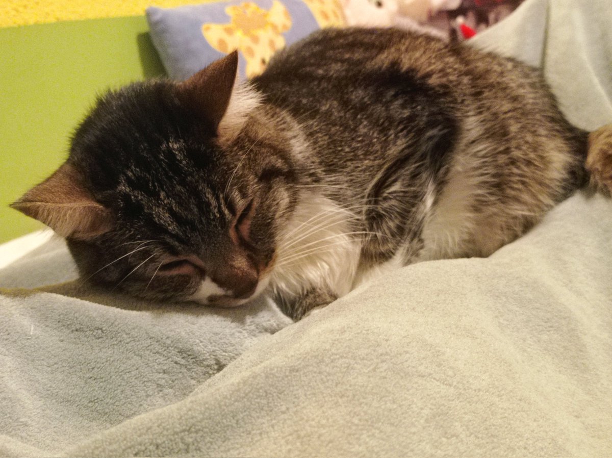 ༺ ✨🧭🧩𝓜𝓪𝔂𝓽𝓮 🧬✨༻ tweet media