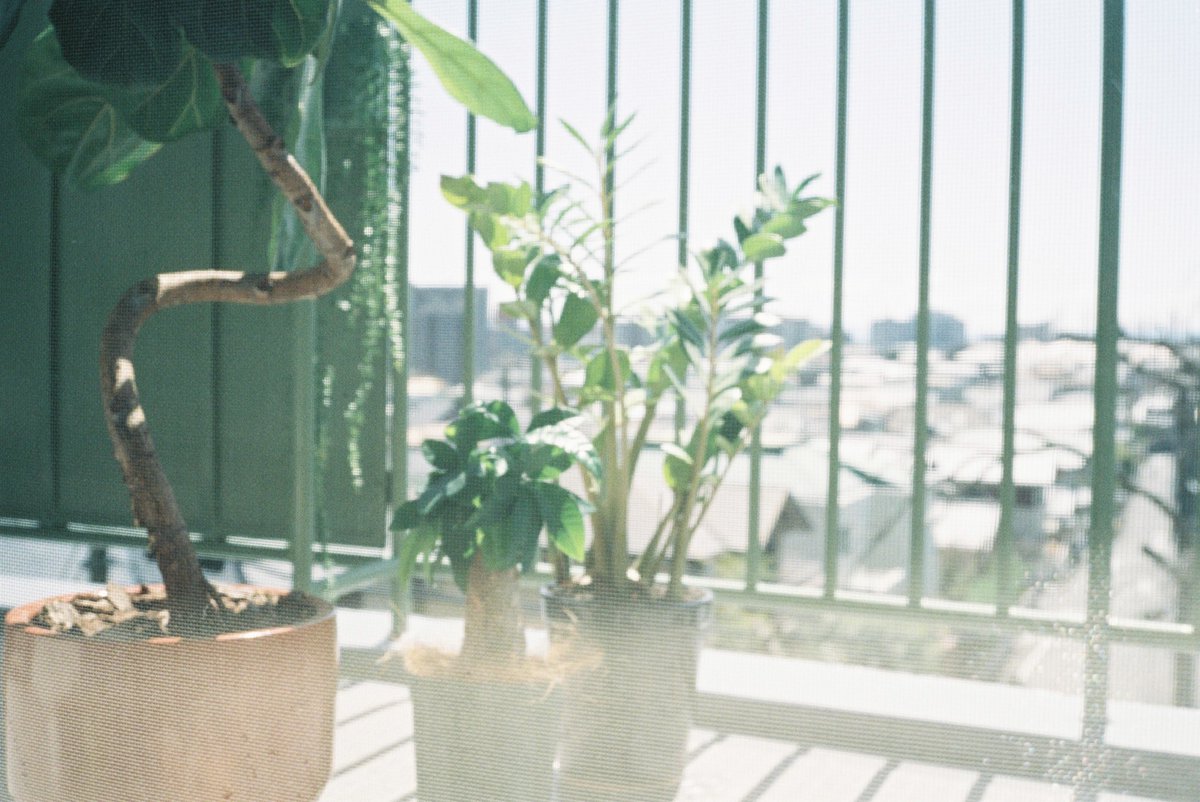 yumaharada's tweet photo. contaxT2の入れっぱなしのフィルムを撮りきる。まさかのpro400H。　#frlm https://t.co/R5tOEHkAJv