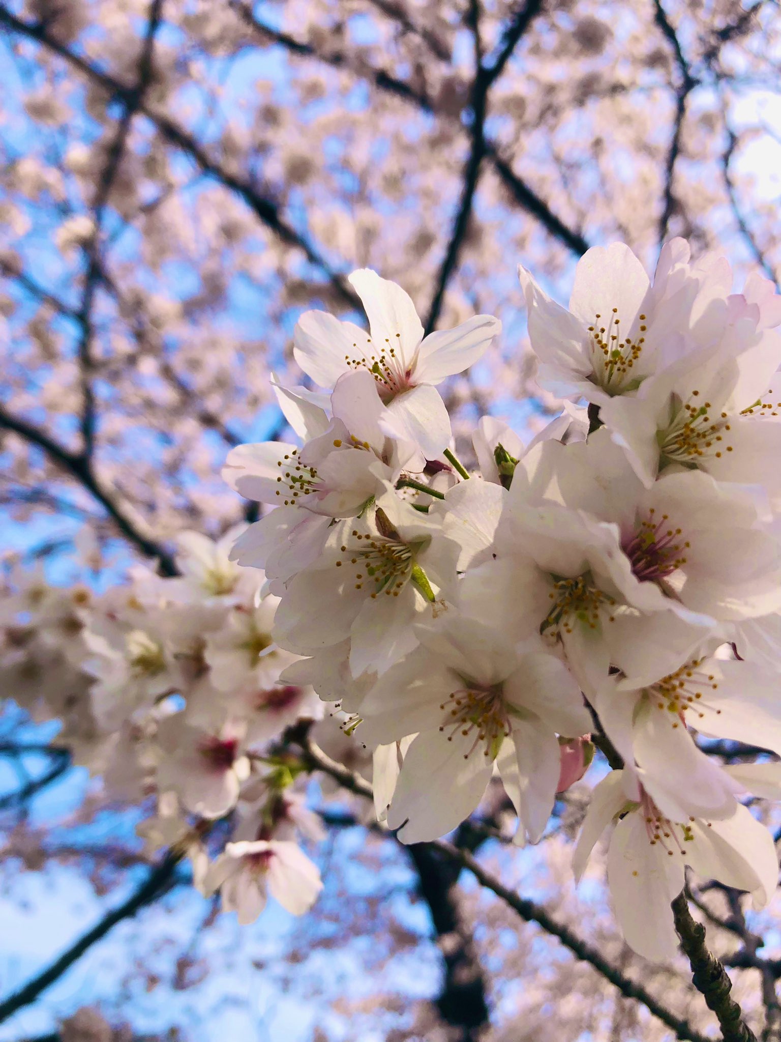 تويتر まいあんつ على تويتر 咲いてほしい というみんなの期待に応えて しっかりと花を咲かす 桜のような人間になるのが目標です 明日はお誕生日 さよなら32さい こんにちは33さい 桜の花びら散るたびに うーうーうー T Co Cokpjpgiwc