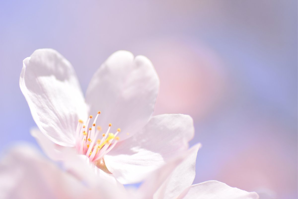 hk_mimi33's tweet photo. 桜  さくら  SAKURA  
#musicj #RCCラジオ #stvradio #広島家族 #Nikon #ニコン #桜 #さくら #ソメイヨシノ #花 #PHOTOGRAPHY #私とニコンで見た世界 #私の花の写真 #花の写真館  #キリトリセカイ  #写真好きな人と繋がりたい #カメラ好きな人と繋がりたい #ファインダー越しの私の世界 #東京カメラ部 https://t.co/GkLd4agtjj