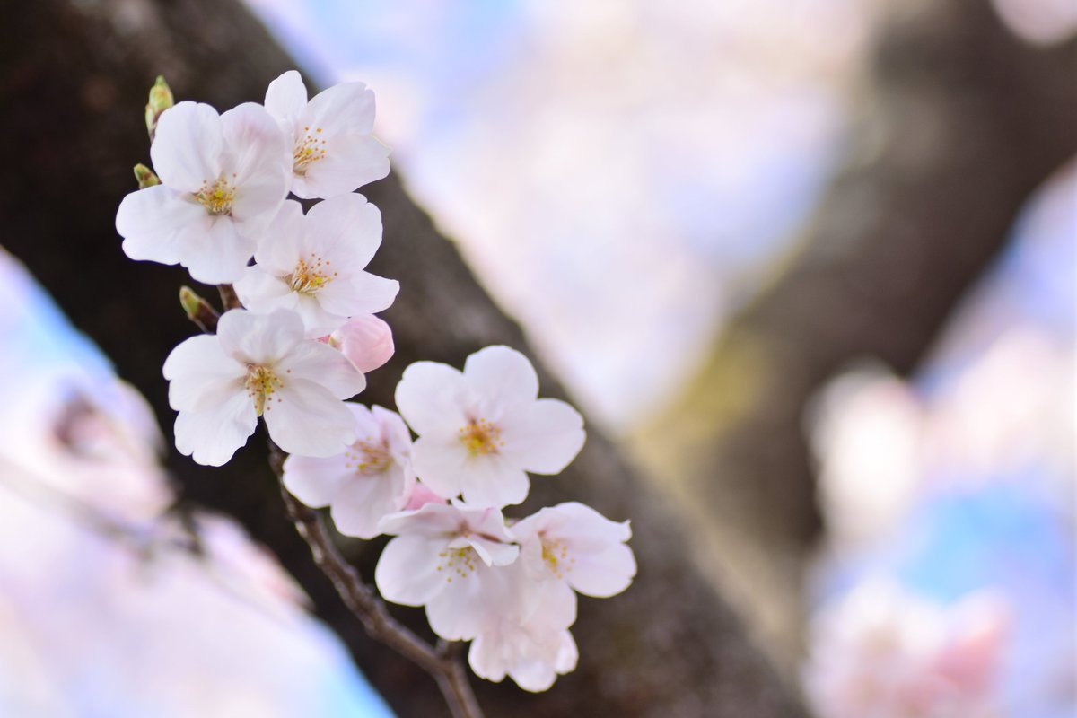 hk_mimi33's tweet photo. 桜  さくら  SAKURA  
#musicj #RCCラジオ #stvradio #広島家族 #Nikon #ニコン #桜 #さくら #ソメイヨシノ #花 #PHOTOGRAPHY #私とニコンで見た世界 #私の花の写真 #花の写真館  #キリトリセカイ  #写真好きな人と繋がりたい #カメラ好きな人と繋がりたい #ファインダー越しの私の世界 #東京カメラ部 https://t.co/GkLd4agtjj