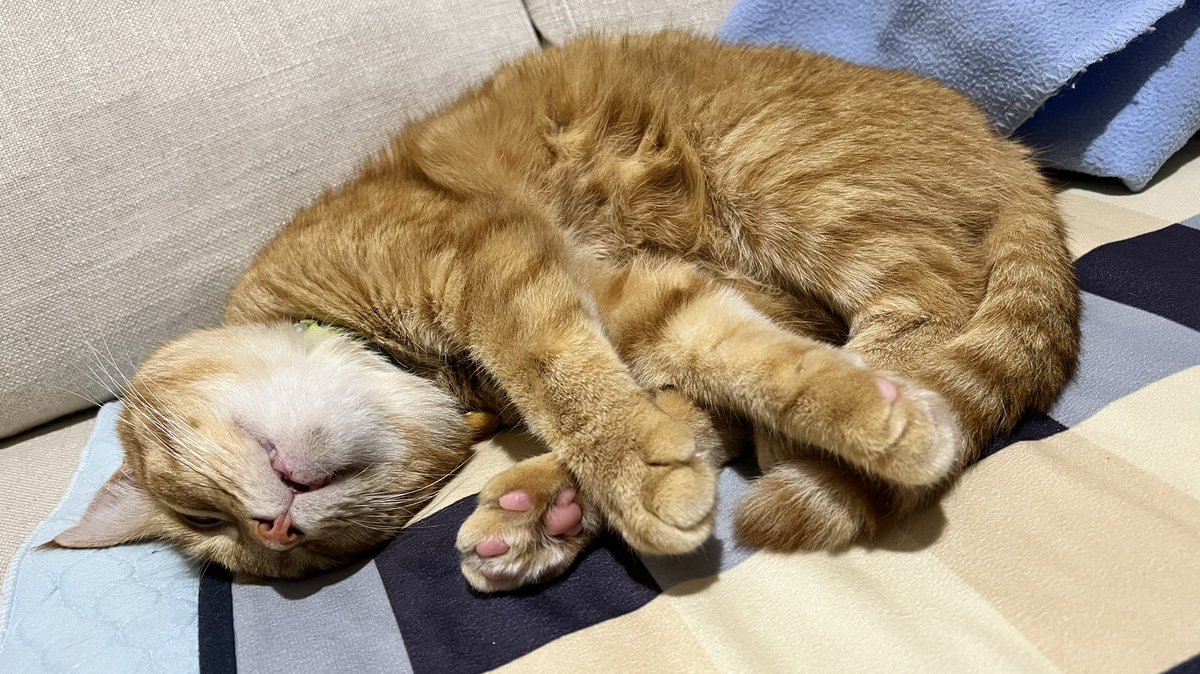 ginger_bobbie's tweet photo. ソファーにて爆睡中の猫。
#Caturday #cats #猫のいる暮らし #ソファー取られた https://t.co/ktpY4XnE1P