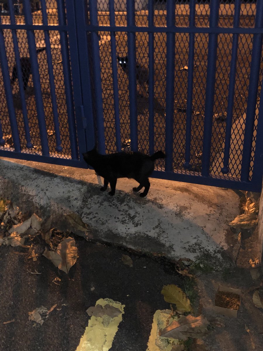 ivanhhtan's tweet photo. ⁦@mhasingapore⁩ Please note that you have a severe stray cat problem at New Phoenix Park with several people feeding the cats every night. Time to do something. https://t.co/UoSxFCU6jV