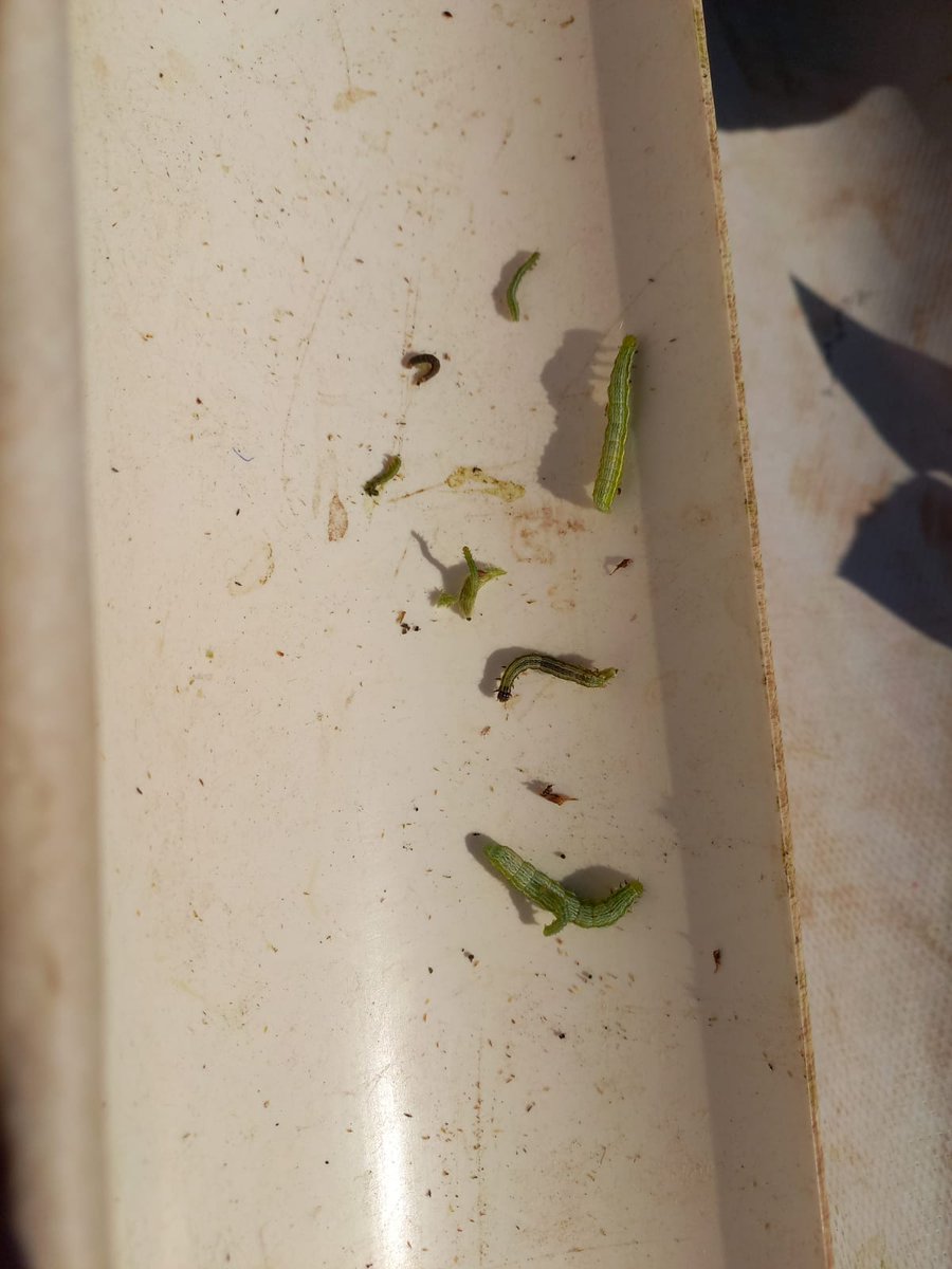 ScandoloNicolas's tweet photo. ¿Para la próxima campaña sacamos los paños de nuevo? 🐛🌱 Creo que poco a poco van a ir cayendo cada vez más estas amiguitas ⚠️

#soja #rachiplusia #medidora #agro #fitosanitarios #insecticidas #orugas #cordobanorte #nortecordobes #coloniacaroya #jesusmaria https://t.co/1dlex1BSz9