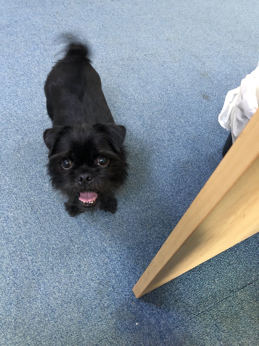 This wee lady was found wandering on Cowdenbeath High Street ( chipped but not registered ). Currently being spoiled by the staff at Dunfermline Police Station.  Retweet please.