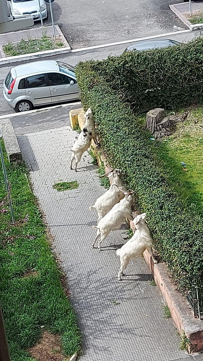 Marcopalmaxv's tweet photo. squadra di caprette #Ater in servizio permanente effettivo al #Trullo. #potature #caprette #ater @RegioneLazio #lotti #2aprile #2Aprile2022 @Adnkronos @lukalancia @_DAGOSPIA_ @valentinalupia @VContivalcon @marcopasquatw @TgrRaiLazio @IlMsgitRoma @corriereroma @Corriere https://t.co/wUV0aX4wiC