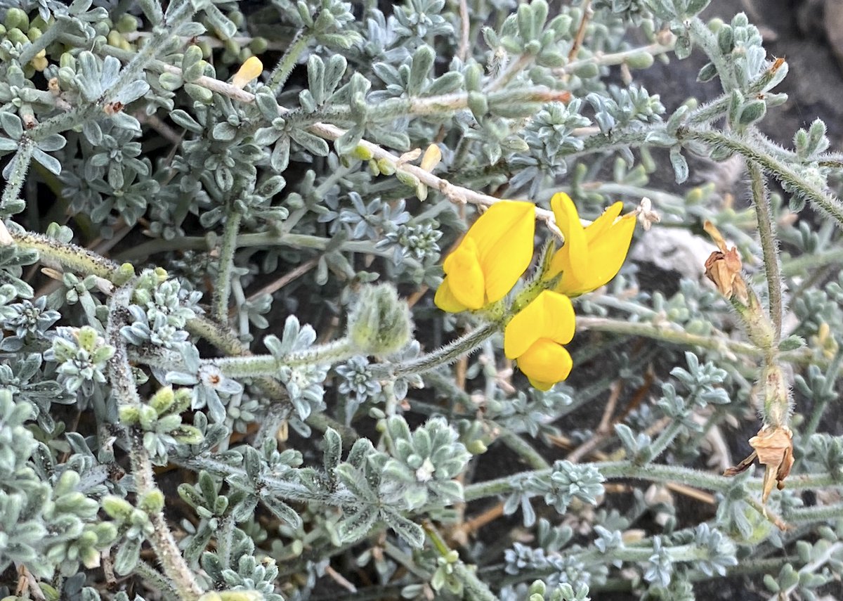 roguenaturalist's tweet photo. A nauturalist abroad ..... so naturally, having a look at the local botany :)

Starting with Tenerife Bird's Foot Trefoil (Lotus campylocladus)

@BSBIbotany @botanycamp https://t.co/RB2WuUocgV