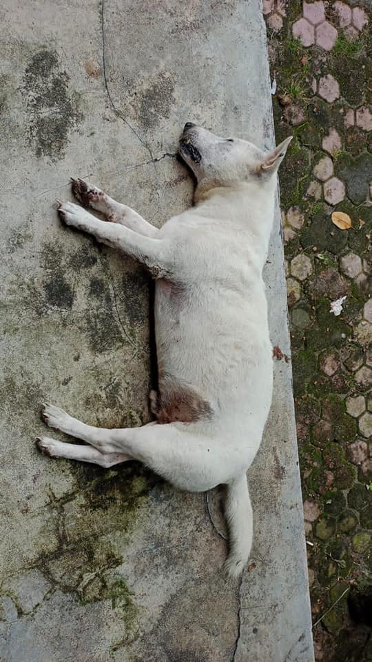 dianparamita's tweet photo. ANIMAL LOVERS, I NEED YOUR HELP!

Sejak 22 Maret, ada 8 stray dogs di Perancak Berawa Bali mati diracun. Agar stray dogs lain tidak ikut diracun, kami sedang galang dana untuk mengungsikan mereka sampai diadopsi.

Donasi ke BCA 0490 347 135 a/n Nathasya Sahiu.

[A THREAD] https://t.co/VOkQRd5f1K