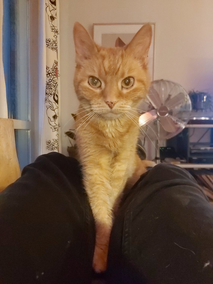 PaavotheCat tweet media