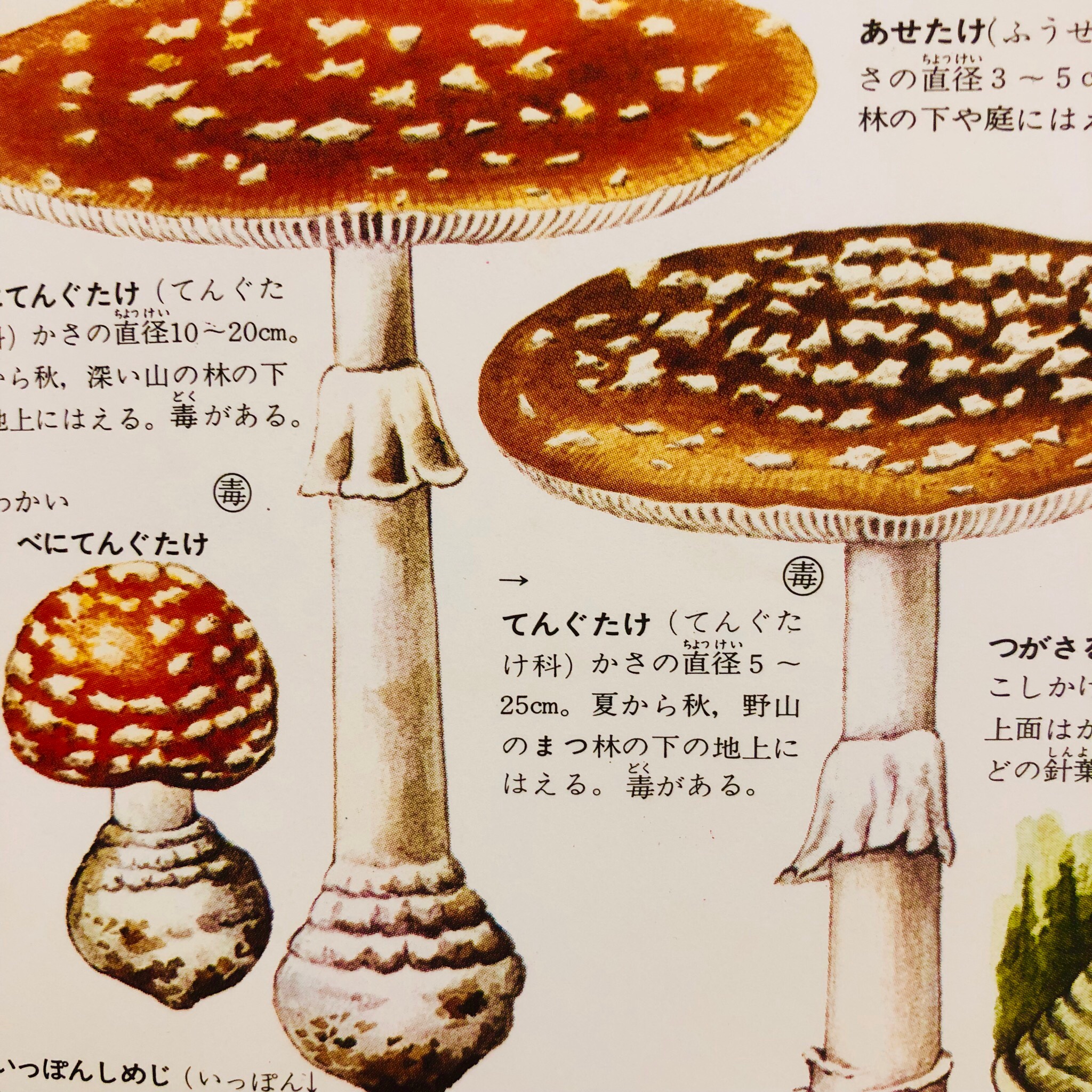 Shimako Ar Twitter 美味しんぼ好きは昔図鑑が好きだった率高い って話をフォロワー様と話していたのですが 私も植物図鑑の 毒 食 薬 マークに興奮する子供でした そして初めて覚えた魚はなぜか ギンポ で 魚屋でどの魚見てもギンポギンポ叫んでいたことに