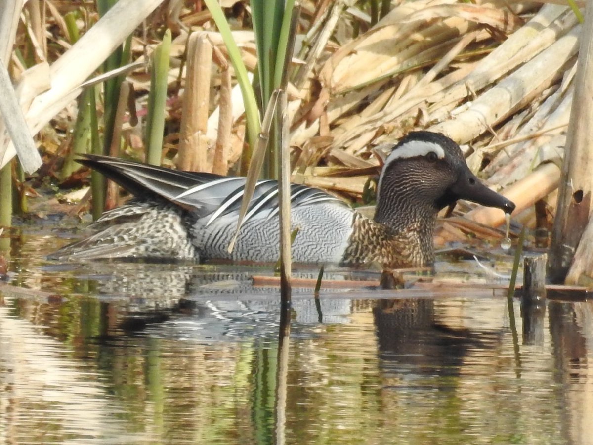PhilNaylor2's tweet photo. @Natures_Voice @AvalonMarshes @somersetbirds @RSPBbirders @_BTO @SomersetWT The male #garganey was quite the result too....#greylake a couple of days ago π Thanks for your comment π https://t.co/jOUQTZN10v
