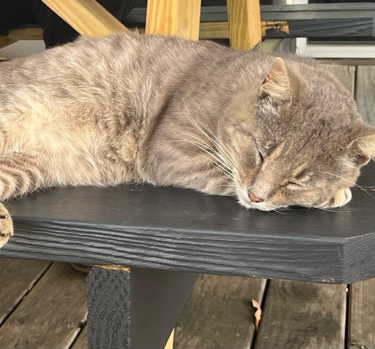 kari_werst's tweet photo. Beautiful day for some pizza and a #catnap #brewcat #Caturday @visitnatchez @natchezbrew https://t.co/1pFw4tHD9t