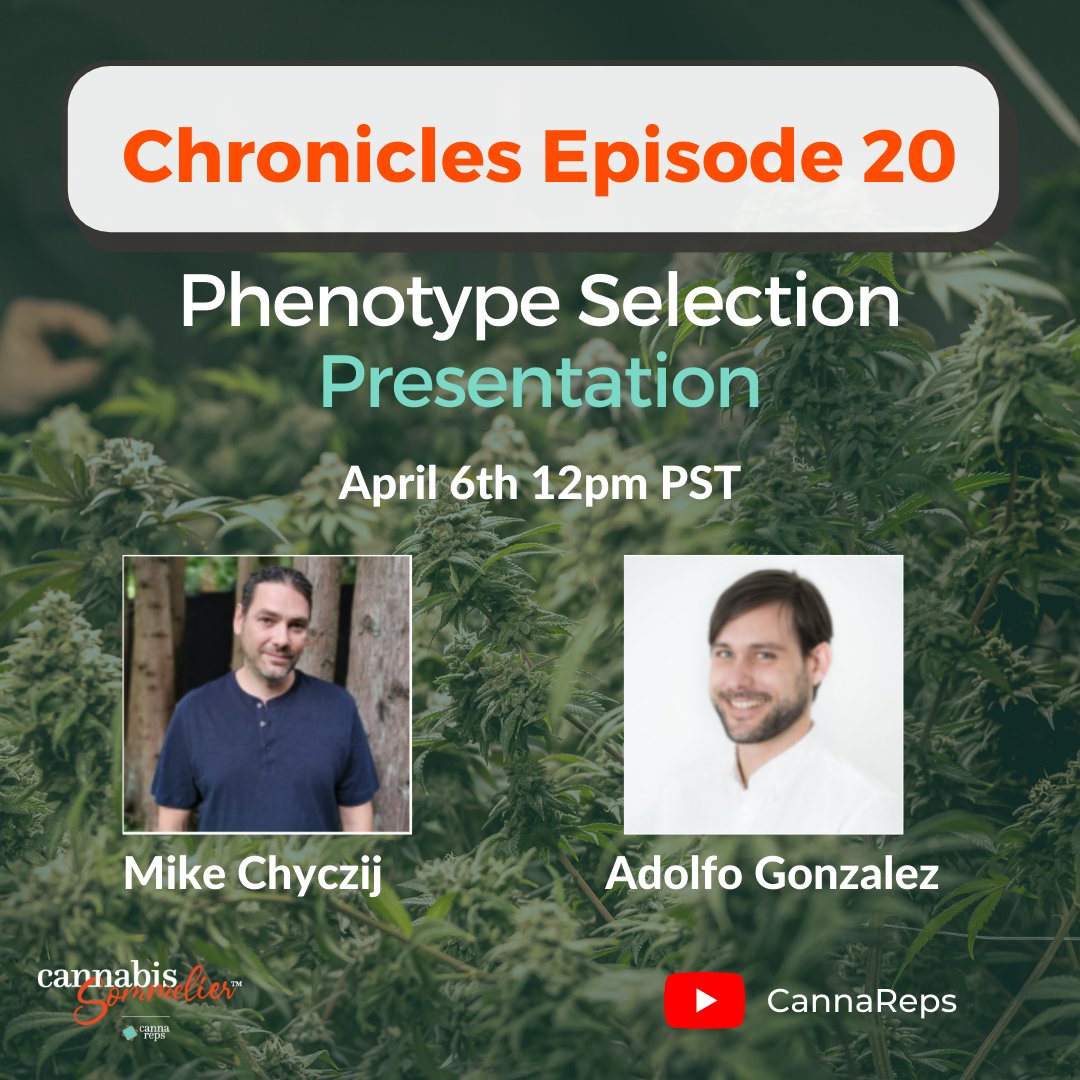 This Wednesday, April 6th at noon PST, take a walk through the garden with Adolfo and Mike as they tell you how they select their favorite phenotypes and discuss the most common pitfalls that lead companies to choose substandard plants for production. 
youtube.com/c/cannareps