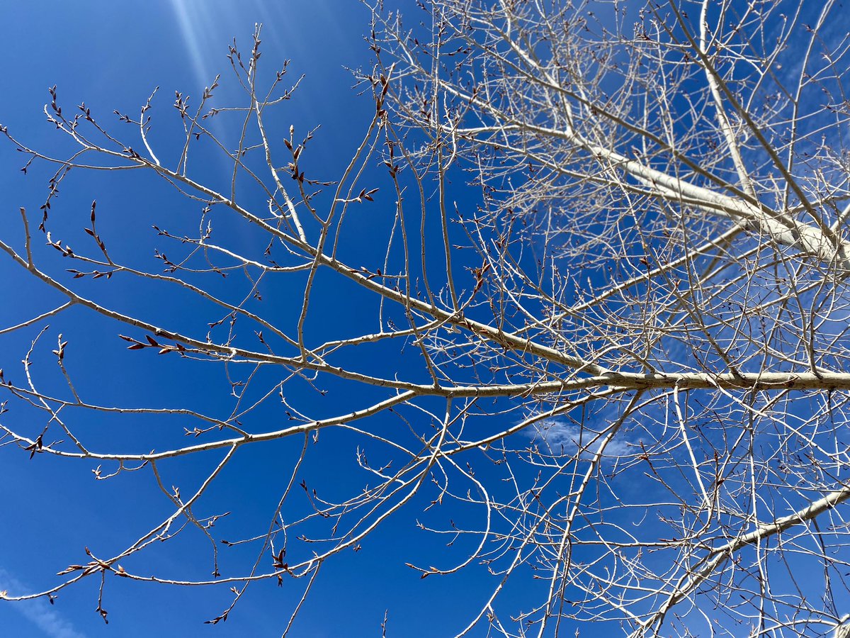 rmpbs's tweet photo. Signs of spring!
#greengrass #buddingtrees #blueskies https://t.co/q5CfsegVgw
