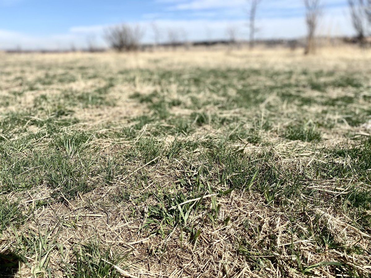 rmpbs's tweet photo. Signs of spring!
#greengrass #buddingtrees #blueskies https://t.co/q5CfsegVgw