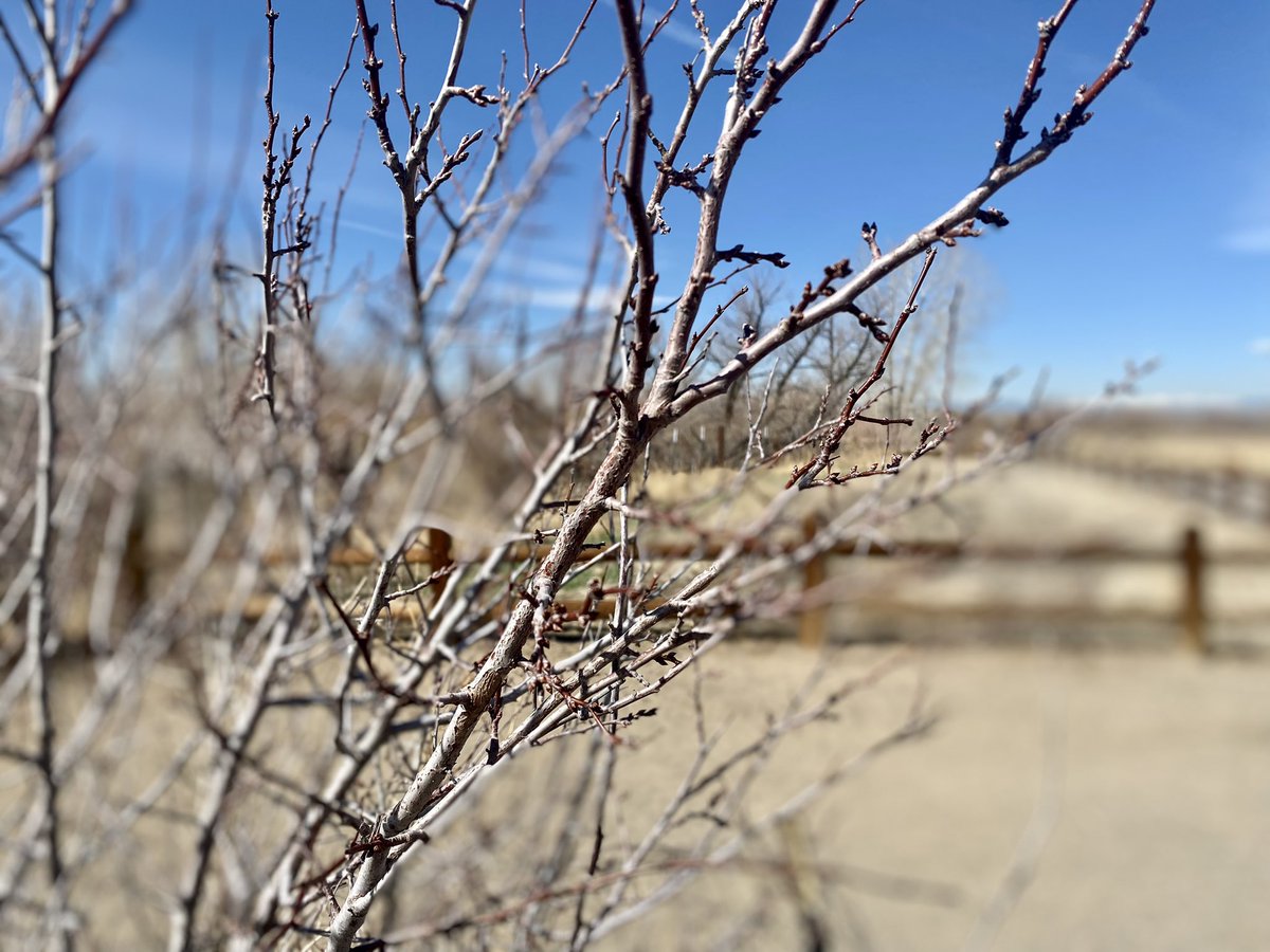 rmpbs's tweet photo. Signs of spring!
#greengrass #buddingtrees #blueskies https://t.co/q5CfsegVgw