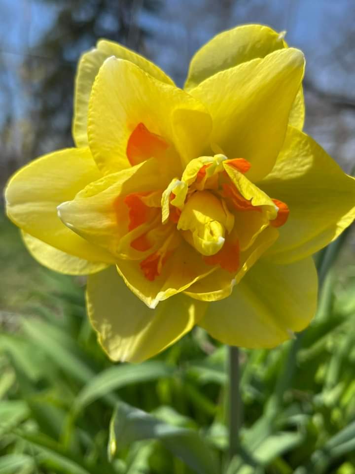 kyblueblood's tweet photo. Another double daffodil - that I didn’t know I had! Via Gardens to Gables
#kentuckygarden #daffodil #doubledaffodil https://t.co/pdxtj2IwAS