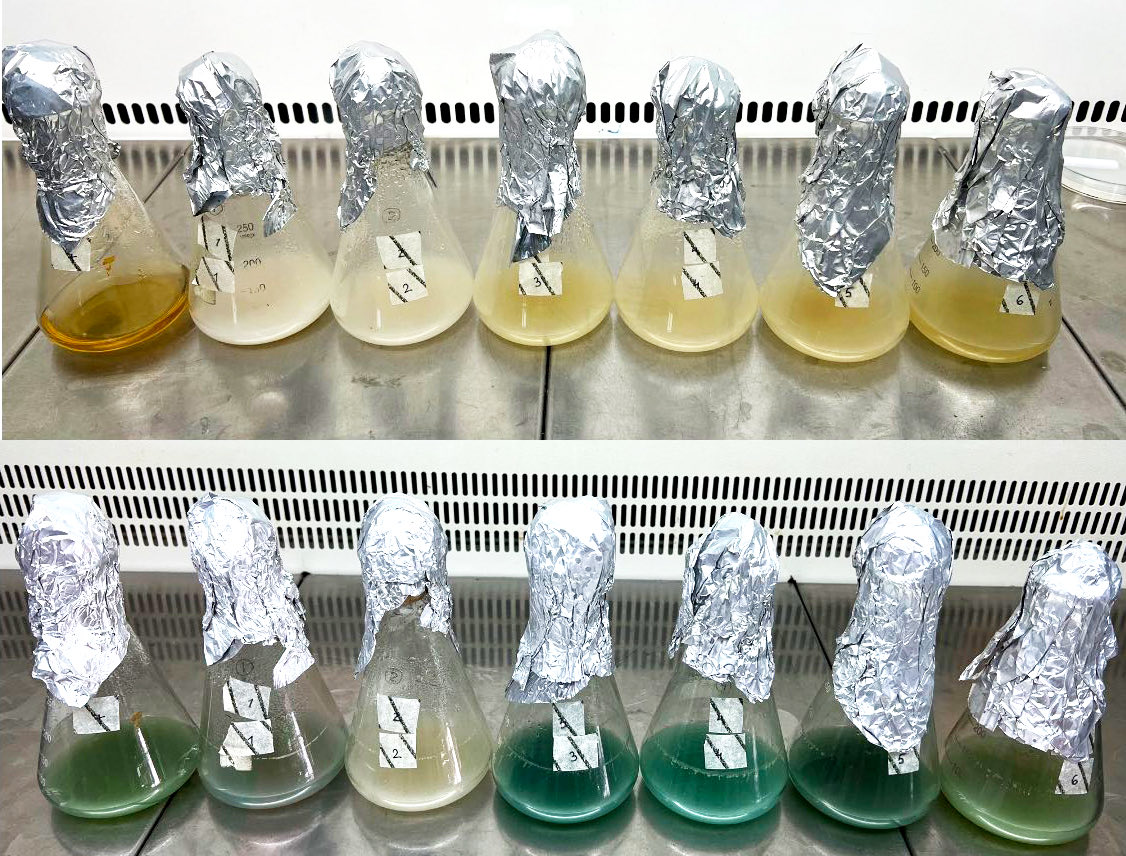bioeco_2022's tweet photo. Experiments in progress!
Production of pyocyanin from organic waste and the purification of biopigment. 
#IDEAS @fondzanauku_rs 
#BioECOLogics #pyocyanin #ecobiotechnology #microbiology #greenscience #greenindustry #recycling #fermentation #wastemanagement #biotherapeutics https://t.co/XmTiBIZfQp