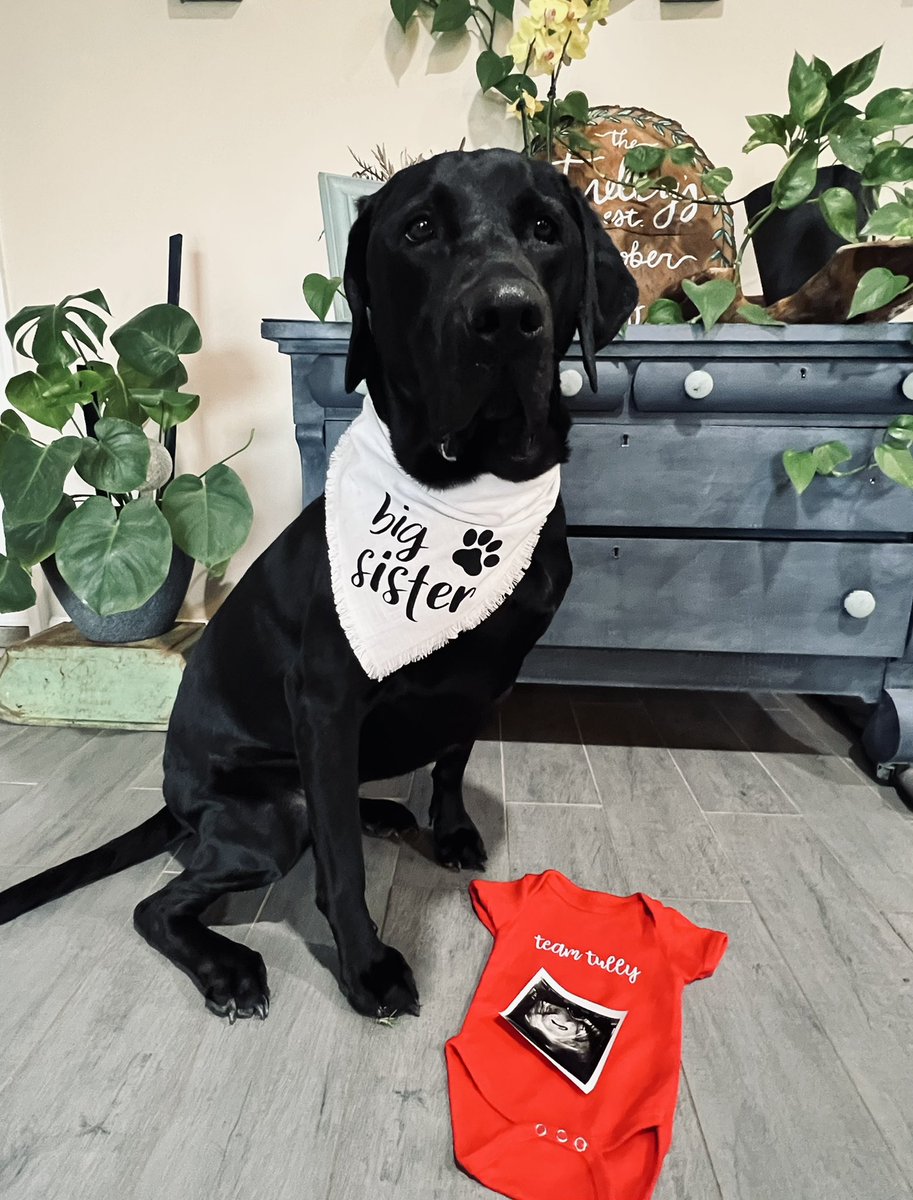 tay_hughes's tweet photo. Baby Tully coming October 💙💙 We can’t wait for our little family to grow by 1 🤩 @ttully17 https://t.co/L6P0ZxeuNR