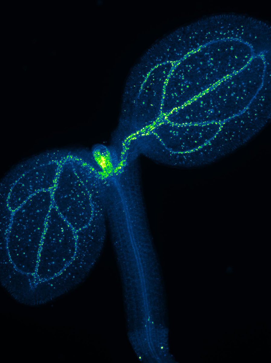 My lovely third year project students wanted to look at flg22 response in their mutants this week. No obvious difference, but aniline blue staining is so pretty.