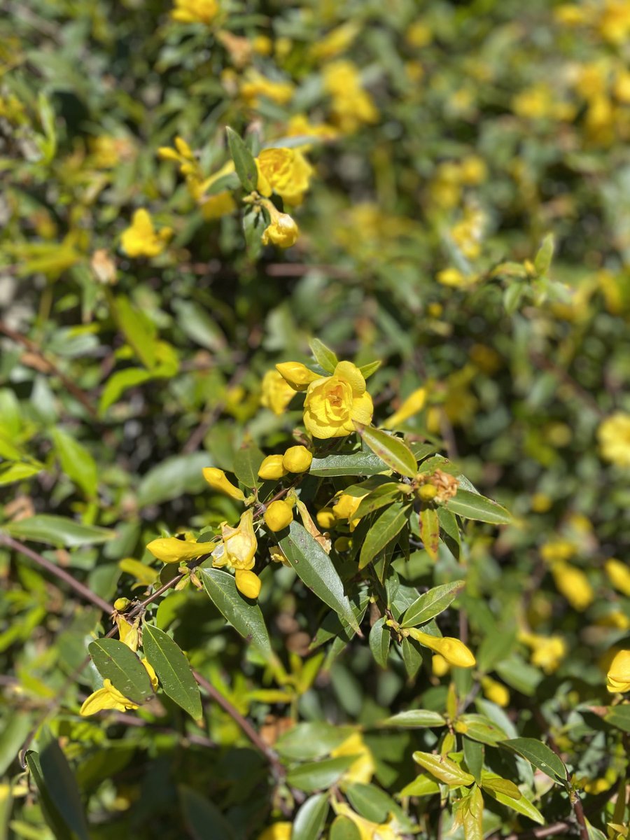 Some Carolina jasmine for a big Carolina day #UNC #amwriting