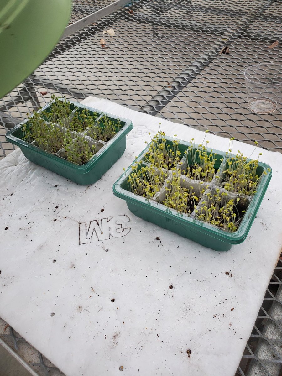 ROMELab_morgan's tweet photo. Our first set of broccoli microgreens have sprouted for our NSF project. We are now coming up with a standard to do chemical analysis. Starting to get momentum. #mircogreensupplychain #research #broccoli #teamwork #growing #hbcus https://t.co/VTCGQDCtuF