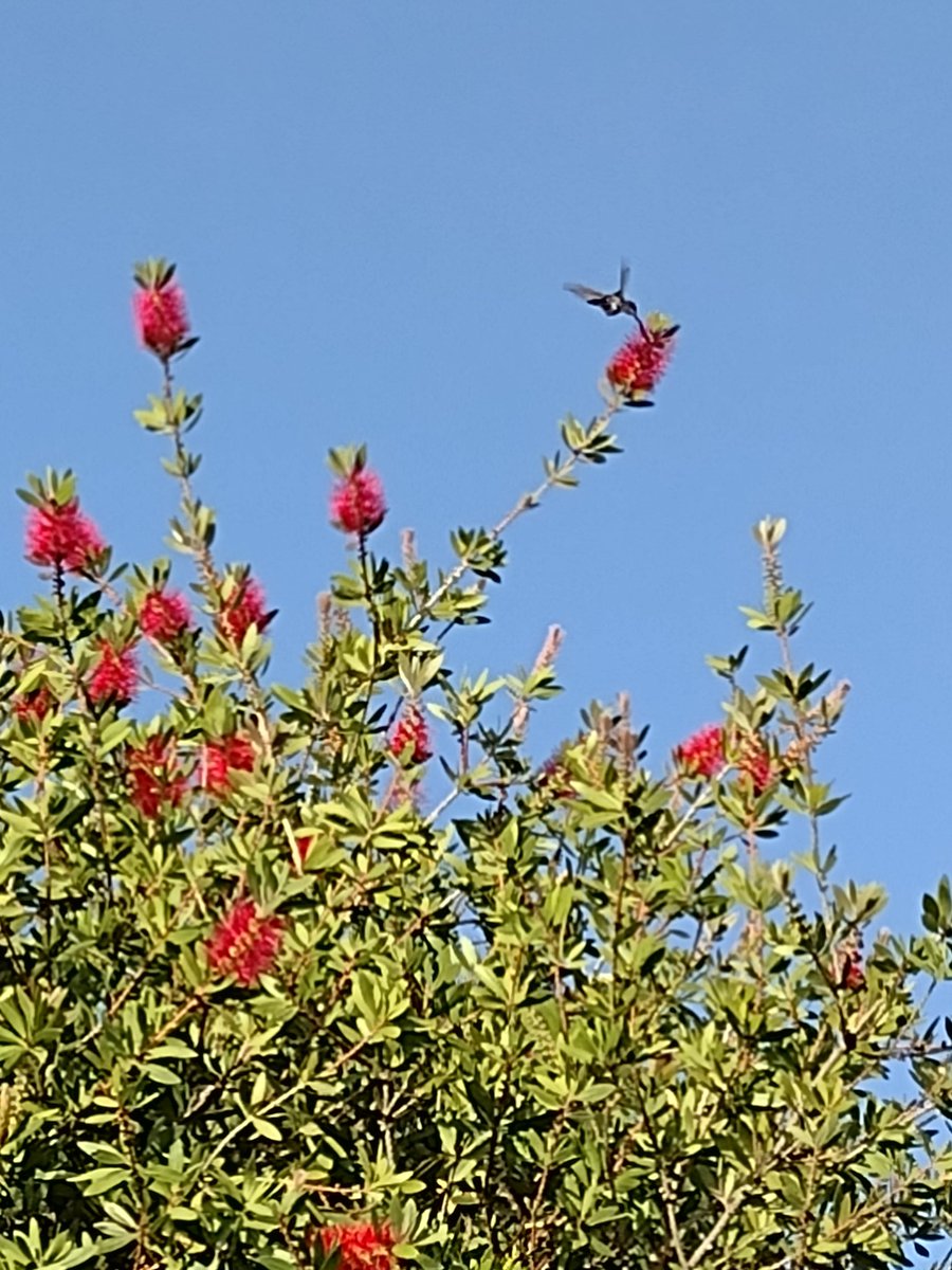LuluuMolina's tweet photo. Cada vez que vengo a mí casa de Córdoba me visita un colibrí en el árbol que plantó mí abuela, en su casita que me dejó. Elijo creer que sos vos qué me visitas y cuidas. 
Gracias por tanto Yaya 💜 https://t.co/1pruG6f1hs
