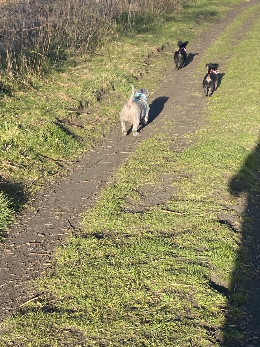 tezzacole's tweet photo. Another wander with these 3 👍 https://t.co/555ndGaVXP