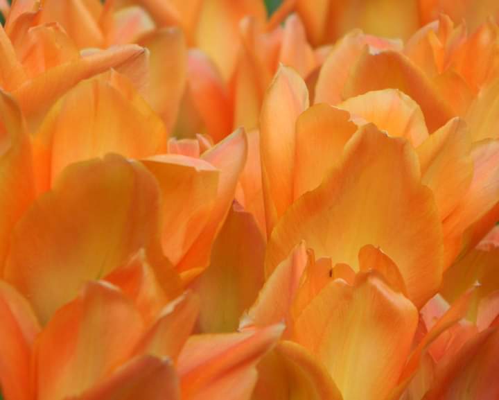velimirbonesi's tweet photo. Good night to everyone! ⭐🌙⭐
The picture is mine, made it 2 years ago. Even the tulips was i to garden it 😊

#flowers 
#Naturephography 
#Tulips https://t.co/m9pgZJNAId