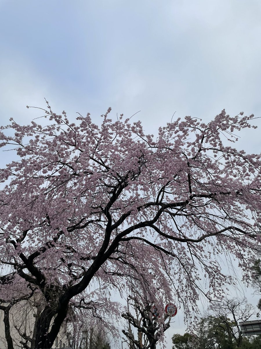 mifare's tweet photo. 今年の桜は
いつのまにか満開だった✨
通りすがりに花見気分🌸

桜を見ると色んな思い出が浮かんで
同時に色んなメロディが聴こえる

“桜”を冠する曲が多いのは
これだけ思い出が浮かんでくるからか

いい夜を✨ https://t.co/1Lz5PGRHGi