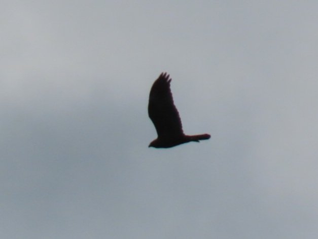 YoungerStephen's tweet photo. Nice surprise en route to Stocker's today. Marsh Harrier flew north overhead. Also a Goldcrest which sat still for a while and a blurry Brambling. #hertsbirds https://t.co/7D1GFIkPxw