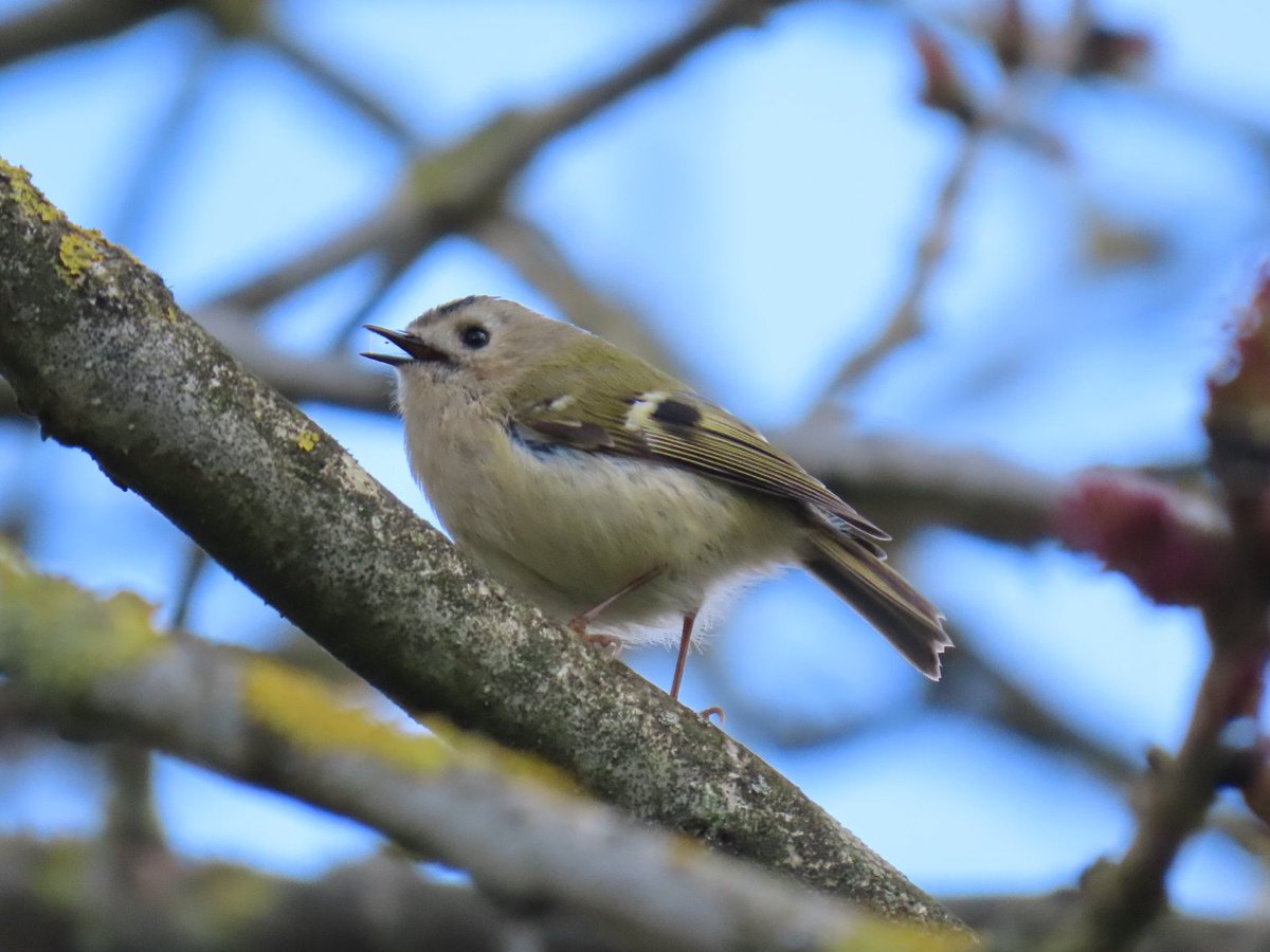 YoungerStephen's tweet photo. Nice surprise en route to Stocker's today. Marsh Harrier flew north overhead. Also a Goldcrest which sat still for a while and a blurry Brambling. #hertsbirds https://t.co/7D1GFIkPxw